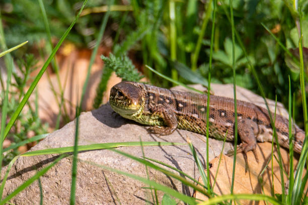 istock Close-up of a field lizard (Lacerta agilis) in the natural environment. 2155901351