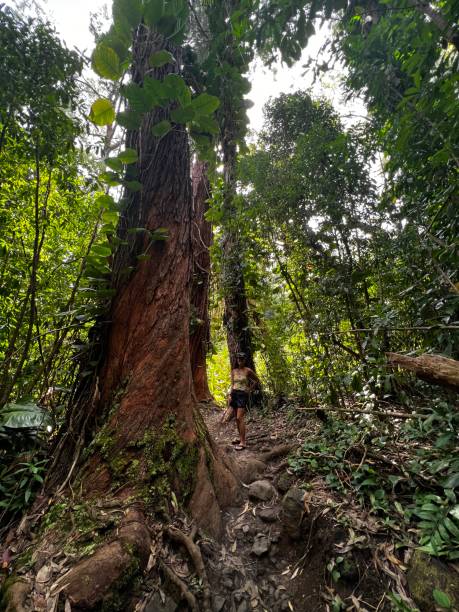 istock People hiking up a tall tree in a dense forest 2155901629