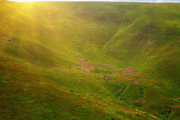 Mountain meadows, where rhododendrons bloom - delicate fragrant spring flowers