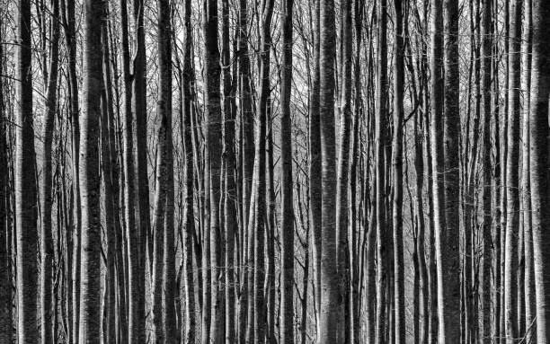 A monochrome close-up of multiple beech tree trunks in a forest