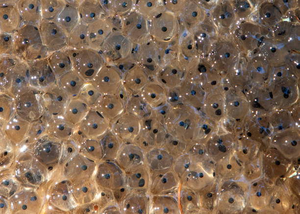istock Close-up shot of numerous frog eggs 2155902550