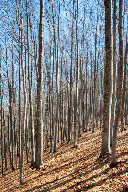 istock Bare beech tree trunks in a leafless woodland landscape 2155902569