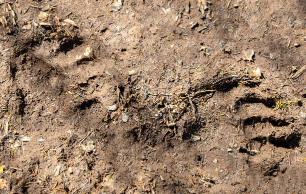 istock Close-up of bear tracks on the ground 2155902584