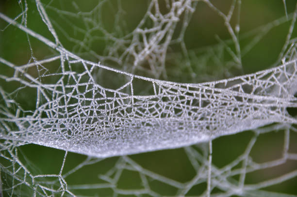 A close-up a spider web covered in dew droplets