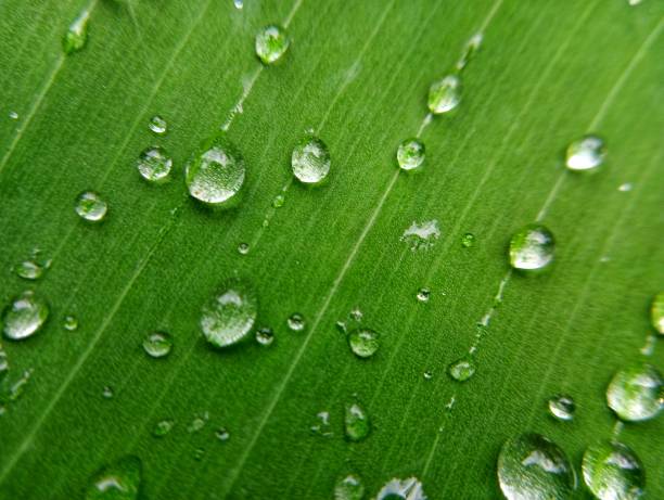 istock Dew of water droplets on green background 2155902816
