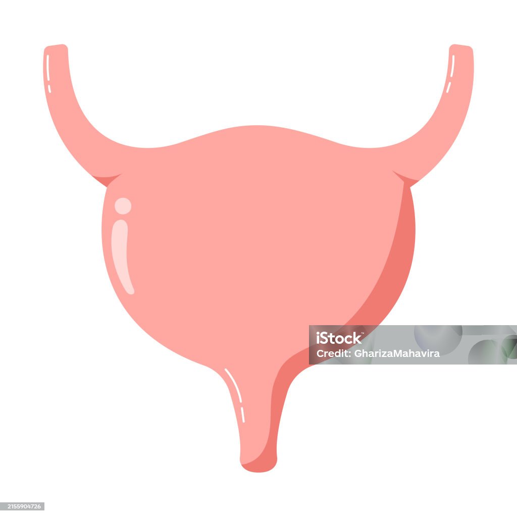 Drawn Bladder Human Bladder Hand Drawn Vector Illustration Stock Illustration ...