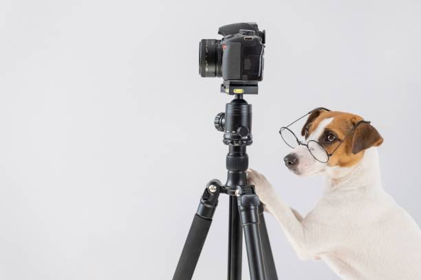 istock Dog jack russell terrier with glasses takes pictures on a camera on a tripod on a white background 2155906310