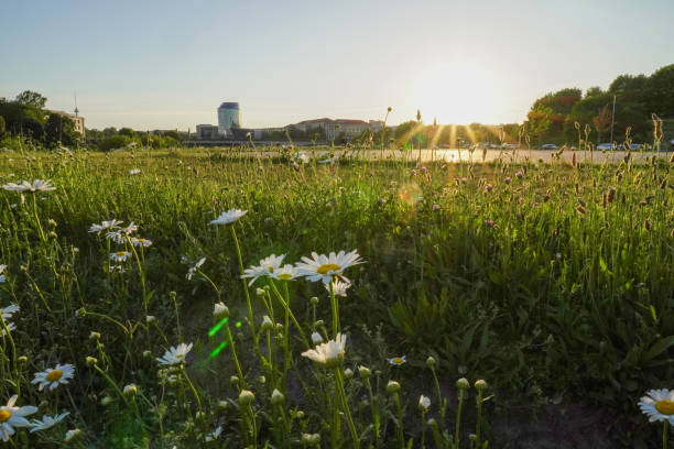 istock Sunset Over a Daisy Meadow in Vilnius 2155906341