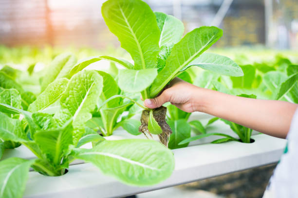 istock Green salad vegetable in hydroponic farm. 2155906517