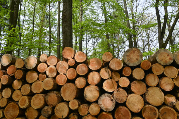 istock Firewood stored in the forest 2155907596