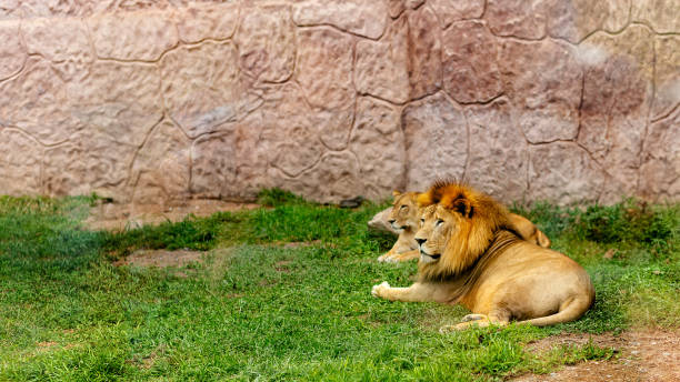 istock Lions Resting in Natural Habitat 2155907657
