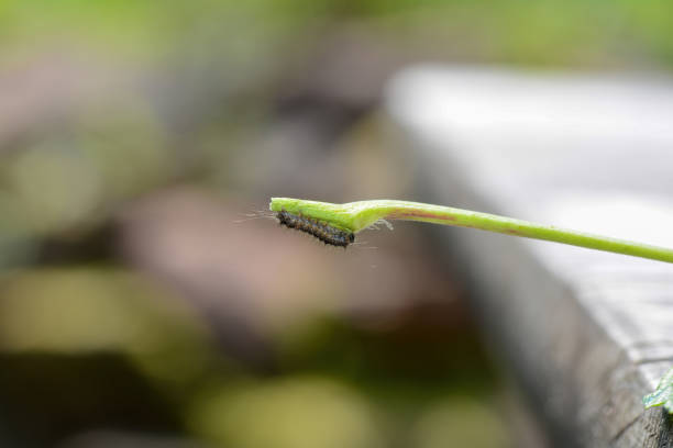 A caterpillar on a plant stem in green nature