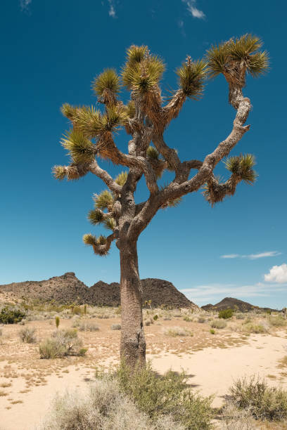 Iconic Joshua Tree standing tall in the arid desert landscape of California. The unique tree is set against a backdrop of rugged mountains and a clear blue sky, capturing the essence of the desert's natural beauty. Ideal for projects related to nature, travel, desert environments, and outdoor adventures.