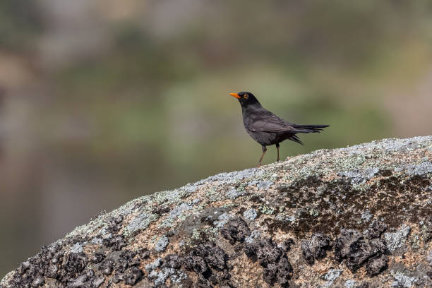 istock Common Blackbird perched on a rock with a river in the background 2155908180