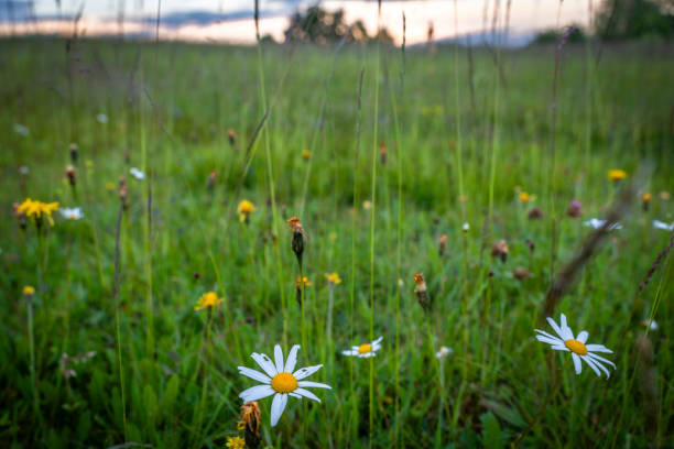 Amsonia tabernaemontana with forrest in background