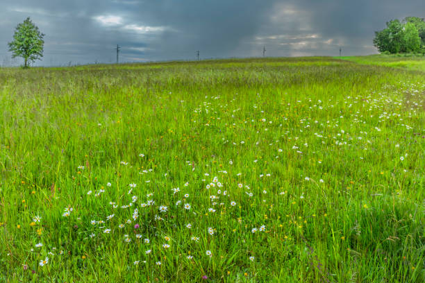 Daisy chrysanthemum flowers with blossom in summer cloudy evening on fresh green meadow