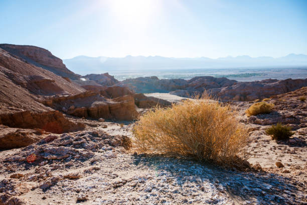 in the atacama desert