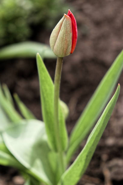 A single tulip bud is ready to bloom amidst vibrant green leaves.