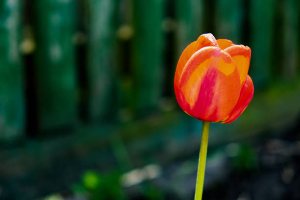 The flowers red petals are partially opened.