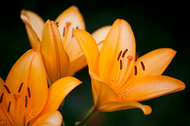 Closeup of beautiful, orange tiger lilies in springtime