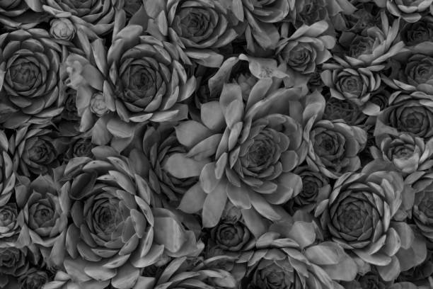 istock Abstract pattern of black and white sempervivum, known as stone rose. Background 2155911353