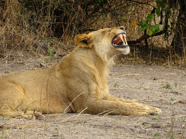 istock Wildlife in Africa 2155914436