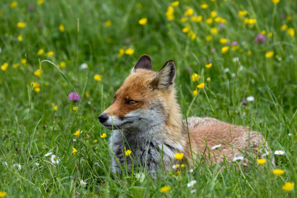istock The best of nature... Red Fox 2155914627