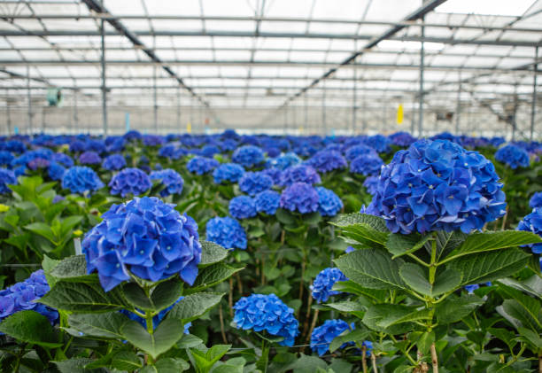Hydrangea growth in a small business Greenhouse in Holland