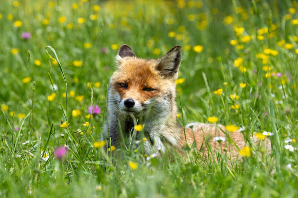 istock The best of nature... Red Fox 2155915087