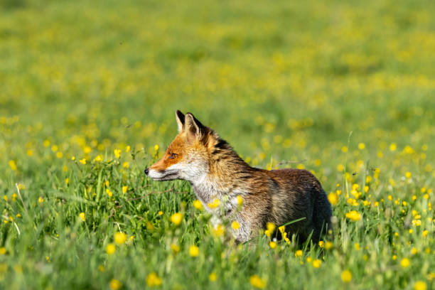 istock The best of nature... Red Fox 2155915089