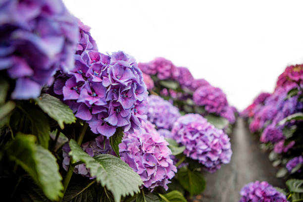 Hydrangea growth in a small business Greenhouse in Holland
