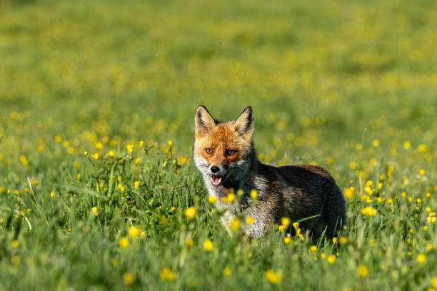 istock The best of nature... Red Fox 2155915266