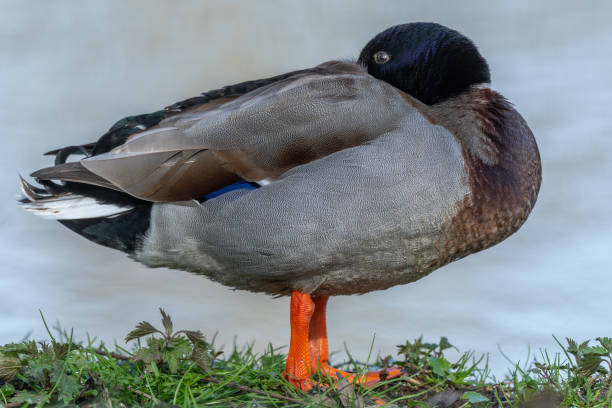 istock Male mallard duck (Anas platyrhynchos) resting by a river in spring 2155917908