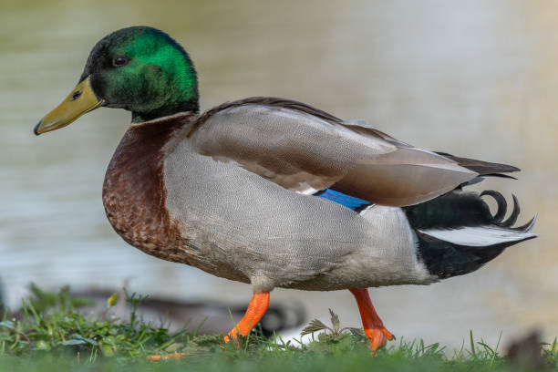 istock Male mallard duck (Anas platyrhynchos) resting by a river in spring 2155917909