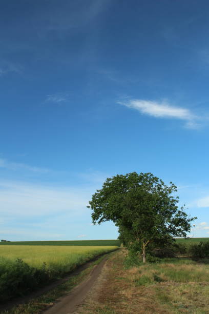 A dirt road leading to a tree. Sky. Outdoor. Grass. Way. Road