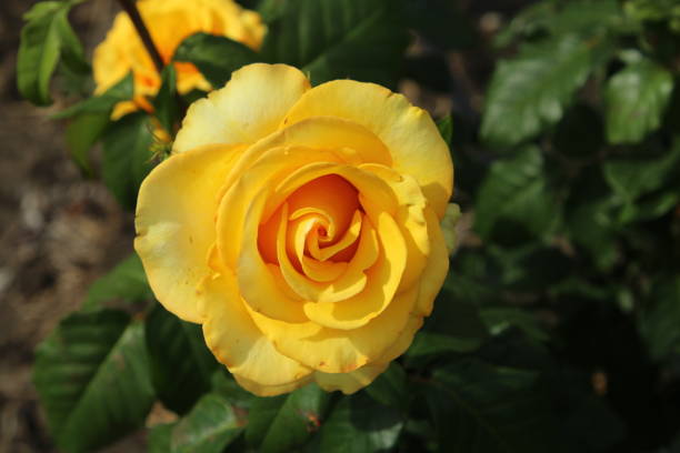 istock A yellow rose with a red center 2155918482