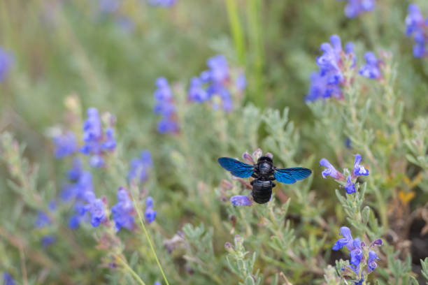 Violet carpenter bee (Xylocopa violacea) taking nectar from the purple-coloured flower.