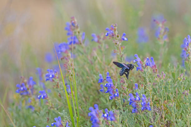 Violet carpenter bee (Xylocopa violacea) taking nectar from the purple-coloured flower.
