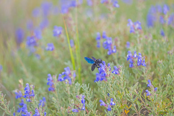 Violet carpenter bee (Xylocopa violacea) taking nectar from the purple-coloured flower.
