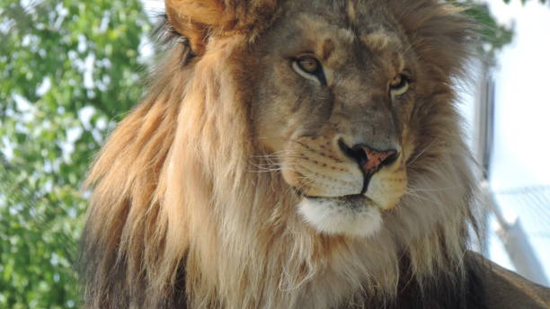 istock The King of the Jungle 2155920406