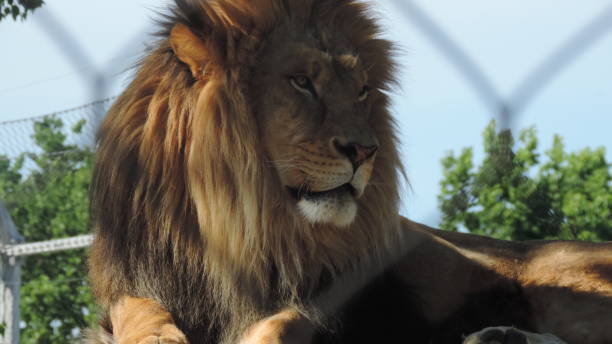 istock The King of the Jungle 2155920578