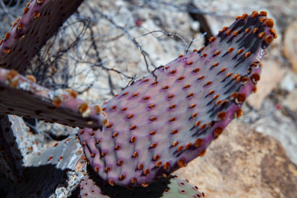 Opuntia cactus in the garden
