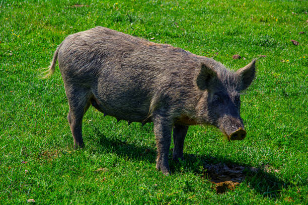 Autochthonous fringe pigs enjoy muddy ponds in  Zasavica, Serbia