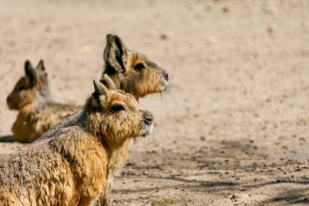 The Fighting Groundhog,Wild animal In The Qinghai–Xizang Plateau,China,Asia.Qinghai Tibet Plateau.Marmot.