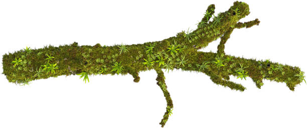 istock Top view of mossy trunk 2155925052