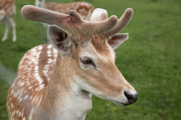 Muzzle of a young sika deer close up