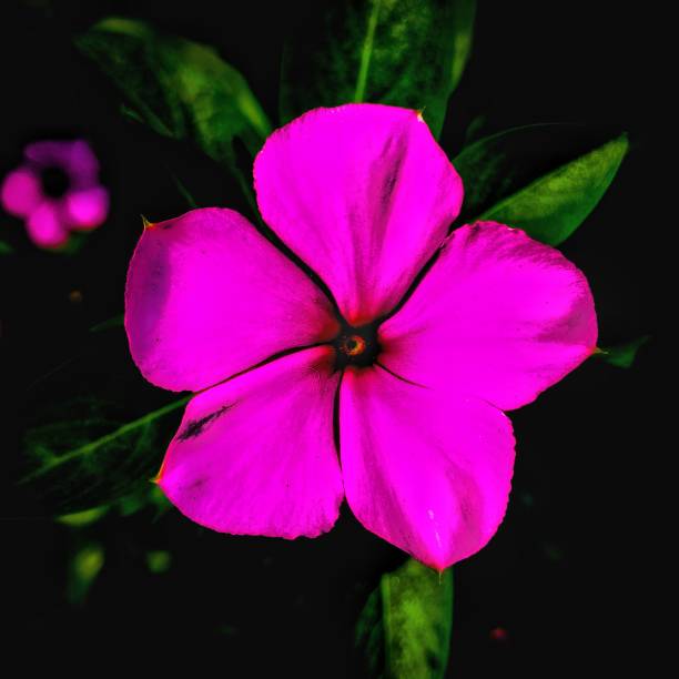 istock A close up of a flower 2155926202