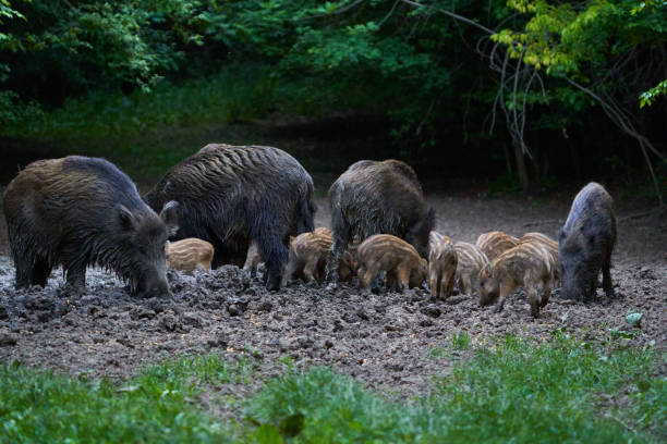 istock Herd of wild hogs rooting in the forest 2155926360