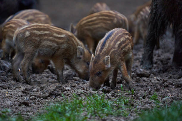 istock Herd of wild hogs rooting in the forest 2155926366