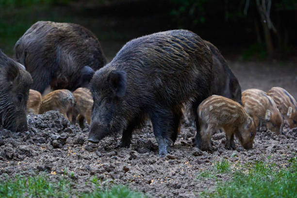 istock Herd of wild hogs rooting in the forest 2155926418